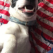 Rambo participe au concours pour gagner de l'argent avec cette photo : dog, pet, smiling, white, black, collar, paw, teeth, closeup, blanket, striped, indoor, cute, happy, playful, animal, fur, snout, ears, lying_down