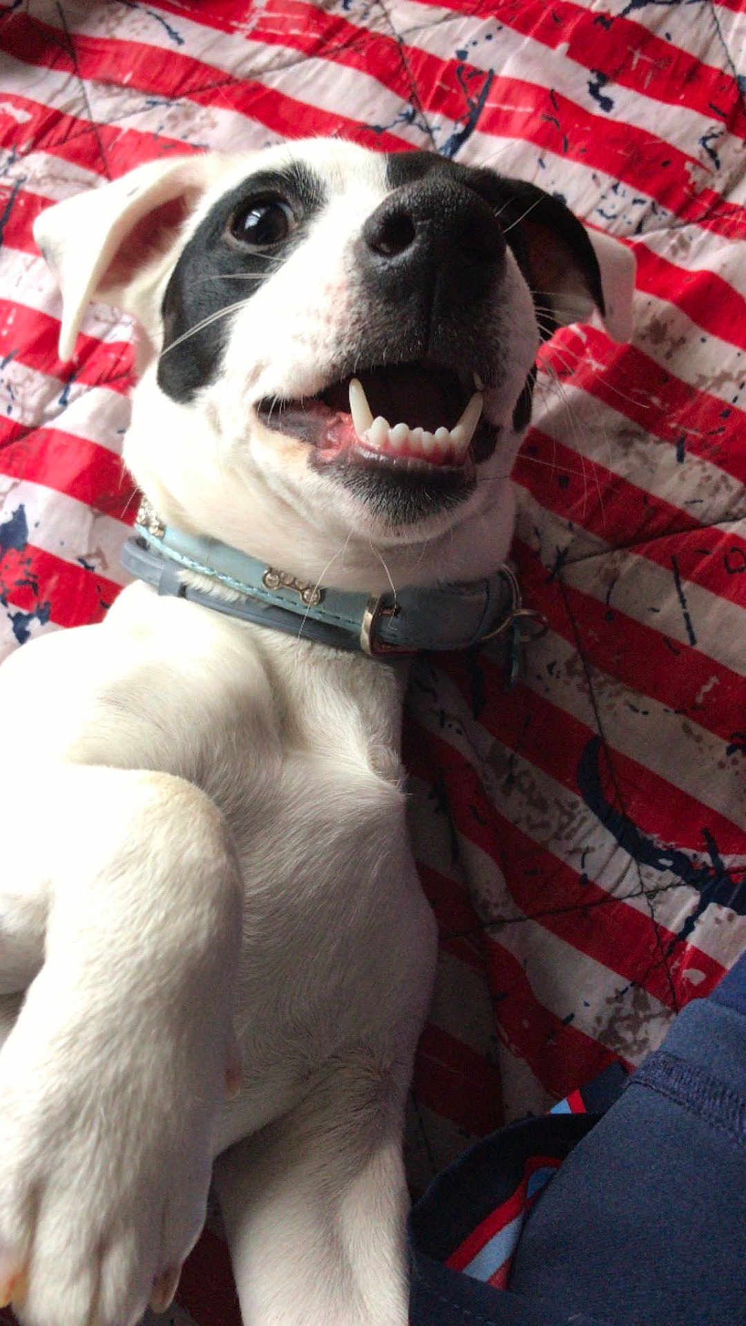 Rambo participe au concours pour gagner de l'argent avec cette photo : dog, pet, smiling, white, black, collar, paw, teeth, closeup, blanket, striped, indoor, cute, happy, playful, animal, fur, snout, ears, lying_down