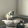 Rambo participe au concours pour gagner de l'argent avec cette photo : animal, black_and_white, cat, companions, corner, cozy, dog, domestic, facing_each_other, floor, household, indoor, natural_light, pet, pillow, quiet, radiator, relaxed, resting, tile_floor