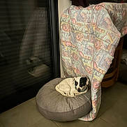 Rambo participe au concours pour gagner de l'argent avec cette photo : animal, black_and_white_dog, blanket, calm, chair, collar, comfort, cozy, cushion, dog, fur, furniture, home, indoor, pet, quiet, reflection, resting, small_dog, tile_floor