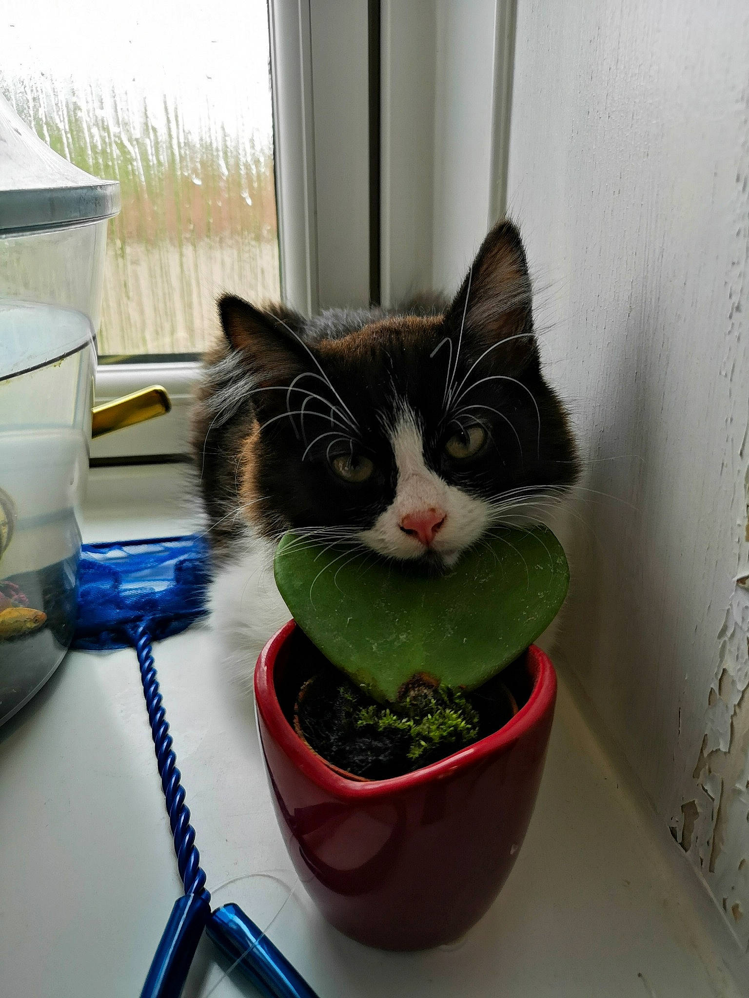 Oreo joined the competition — help win amazing prizes! carnivore, cat, domestic_short_haired_cat, european_shorthair, felidae, flower, flowerpot, houseplant, kitten, plant, small_to_medium_sized_cats, whiskers