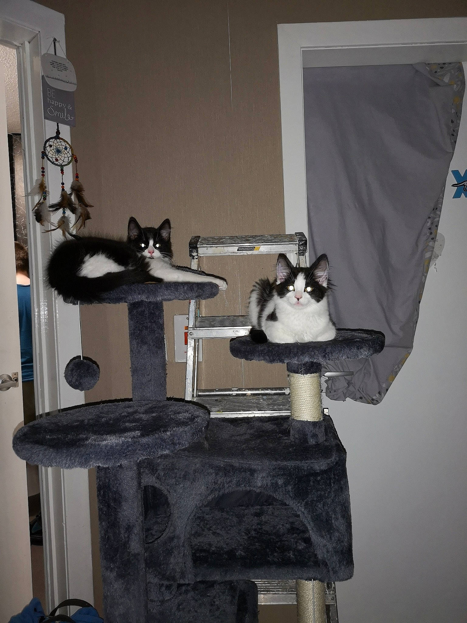 Buz joined the competition — help win amazing prizes! cat, felidae, machine, small_to_medium_sized_cats