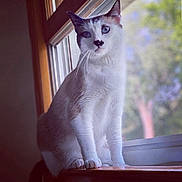 Leo is registered to the contest to win money with this photo: cat, blue_eyes, window, windowsill, indoor, animal, pet, white_fur, brown_fur, whiskers, sitting, natural_light, tree, blurred_background, portrait, curious, feline, closeup, soft_light, domestic_animal
