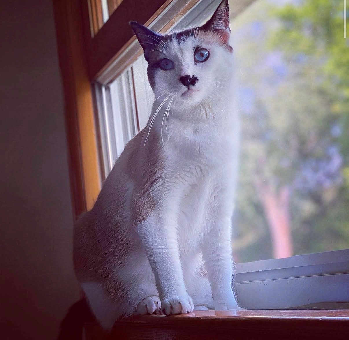 Leo is registered to the contest to win money with this photo: cat, blue_eyes, window, windowsill, indoor, animal, pet, white_fur, brown_fur, whiskers, sitting, natural_light, tree, blurred_background, portrait, curious, feline, closeup, soft_light, domestic_animal