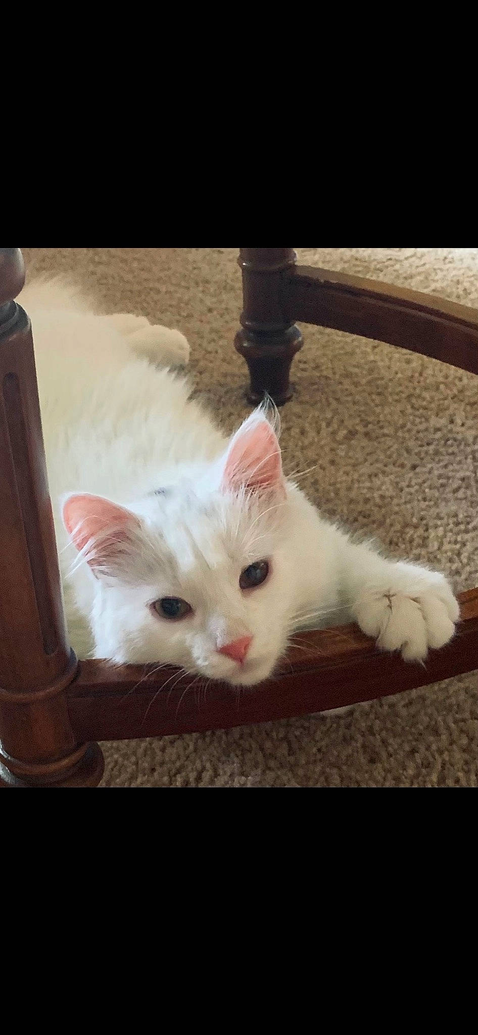 Couscous joined the competition — help win amazing prizes! carnivore, cat, claw, comfort, domestic_short_haired_cat, ear, eye, fawn, felidae, foot, fur, paw, photo_caption, small_to_medium_sized_cats, snout, tail, whiskers