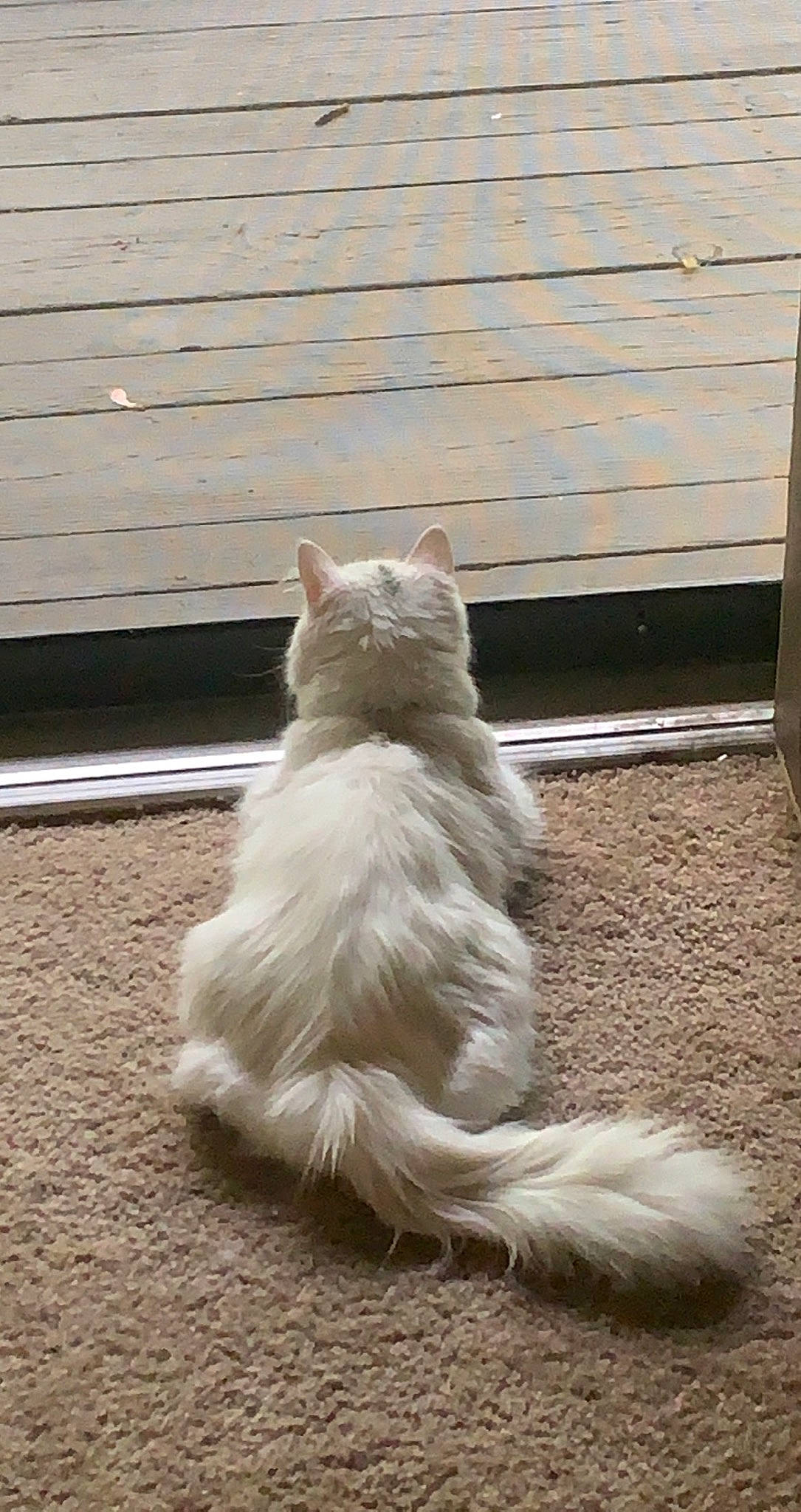 Couscous joined the competition — help win amazing prizes! carnivore, cat, domestic_short_haired_cat, felidae, flooring, fur, hardwood, line, paw, sitting, small_to_medium_sized_cats, snout, tail, terrestrial_animal, whiskers, wood