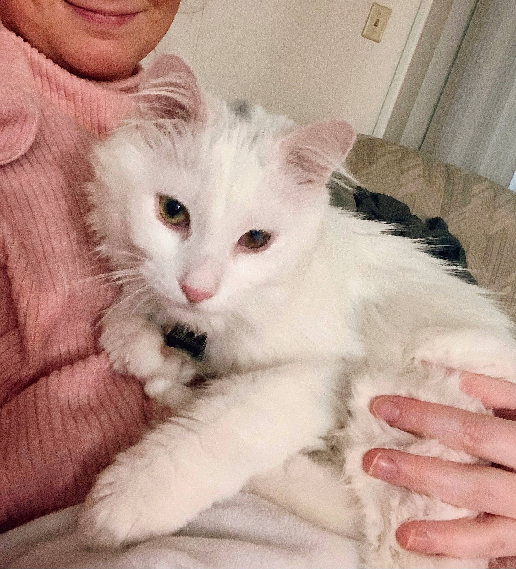 Couscous is registered to the contest to win money with this photo: carnivore, cat, claw, comfort, domestic_short_haired_cat, ear, eye, felidae, fur, paw, ragdoll, small_to_medium_sized_cats, snout, tail, whiskers, white