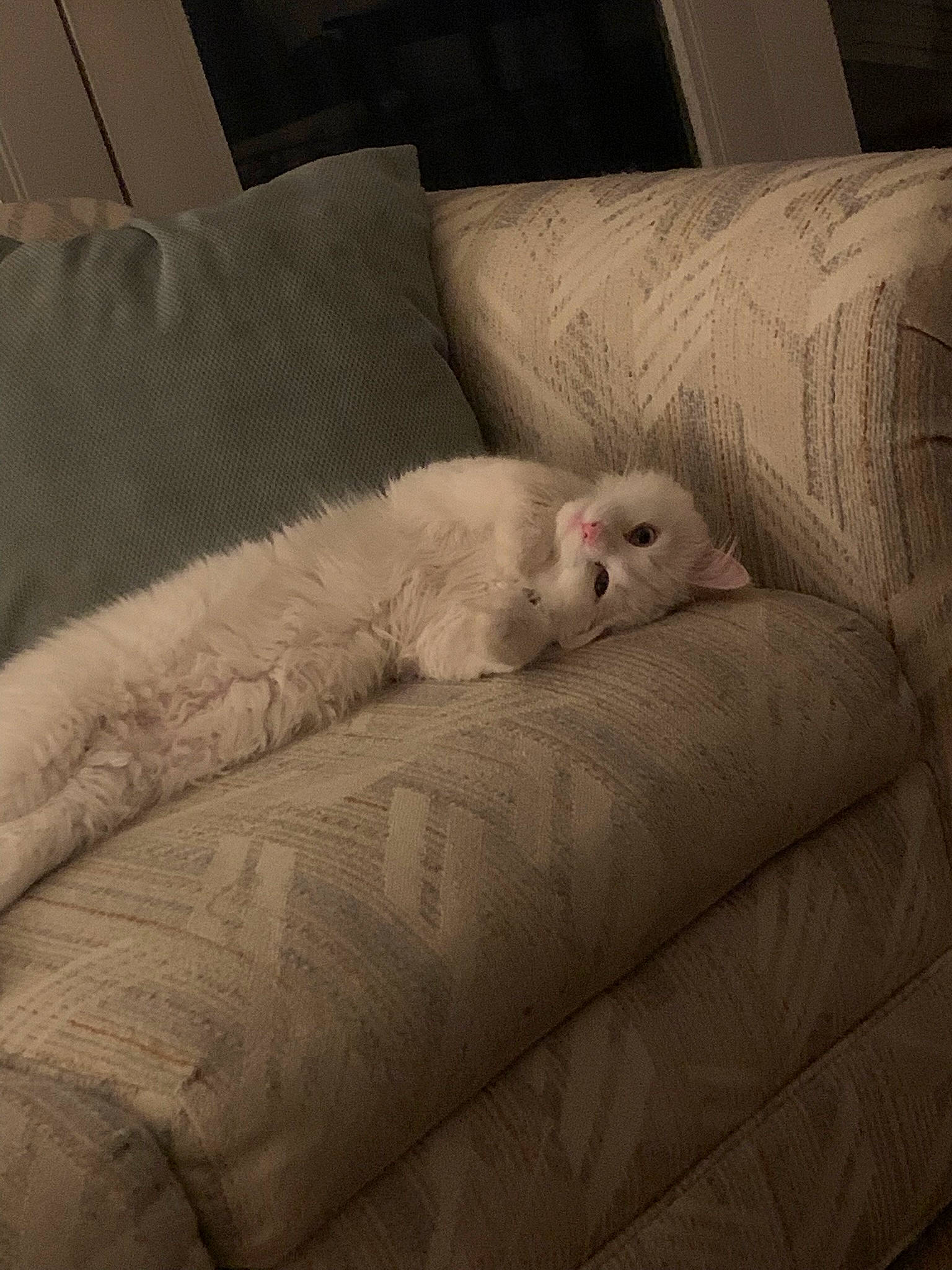 Couscous is registered to the contest to win money with this photo: bedding, carnivore, comfort, companion_dog, couch, felidae, fur, grey, head, linens, nap, paw, room, small_to_medium_sized_cats, snout, sporting_group, tail, terrestrial_animal, whiskers, wood