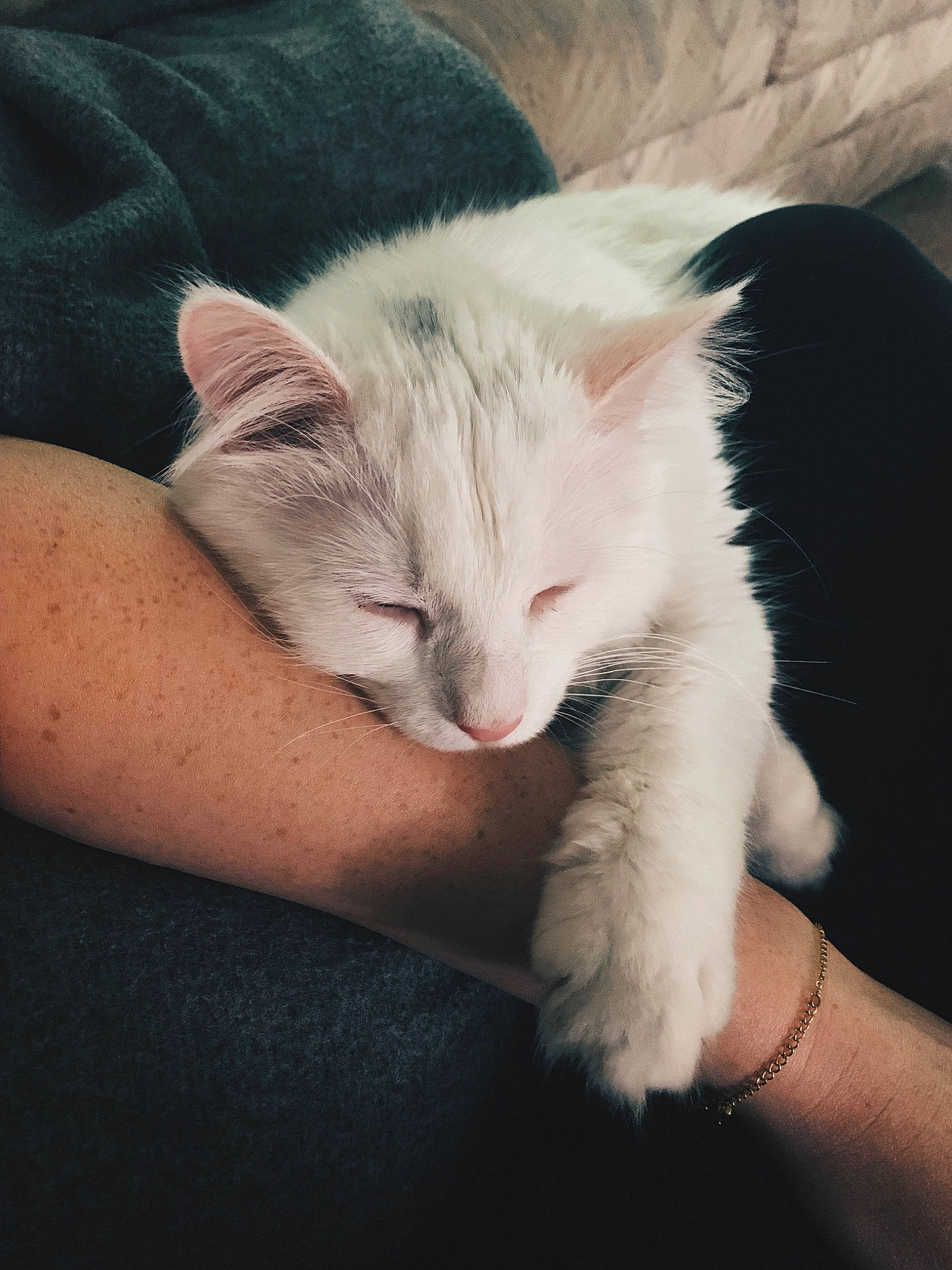 Couscous is registered to the contest to win money with this photo: carnivore, cat, comfort, ear, eye, eyelash, fawn, felidae, finger, gesture, hair, hand, head, iris, jaw, paw, small_to_medium_sized_cats, snout, tail, whiskers