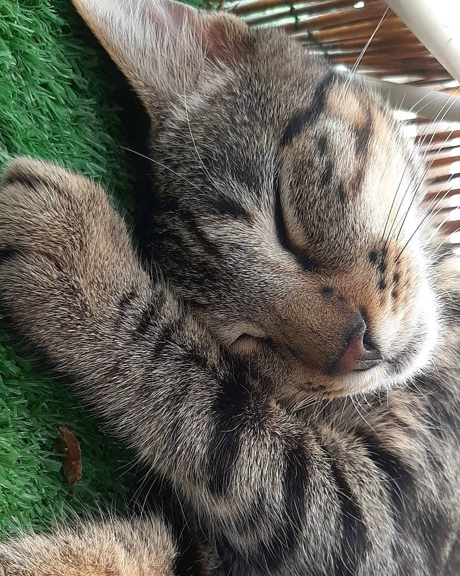 Whisky a rejoint le concours — aidez-le/la à gagner de superbes lots ! carnivore, cat, claw, close_up, domestic_short_haired_cat, european_shorthair, eye, felidae, fur, grass, hand, mammal, nose, paw, small_to_medium_sized_cats, snout, tabby_cat, whiskers, wilderness, wildlife