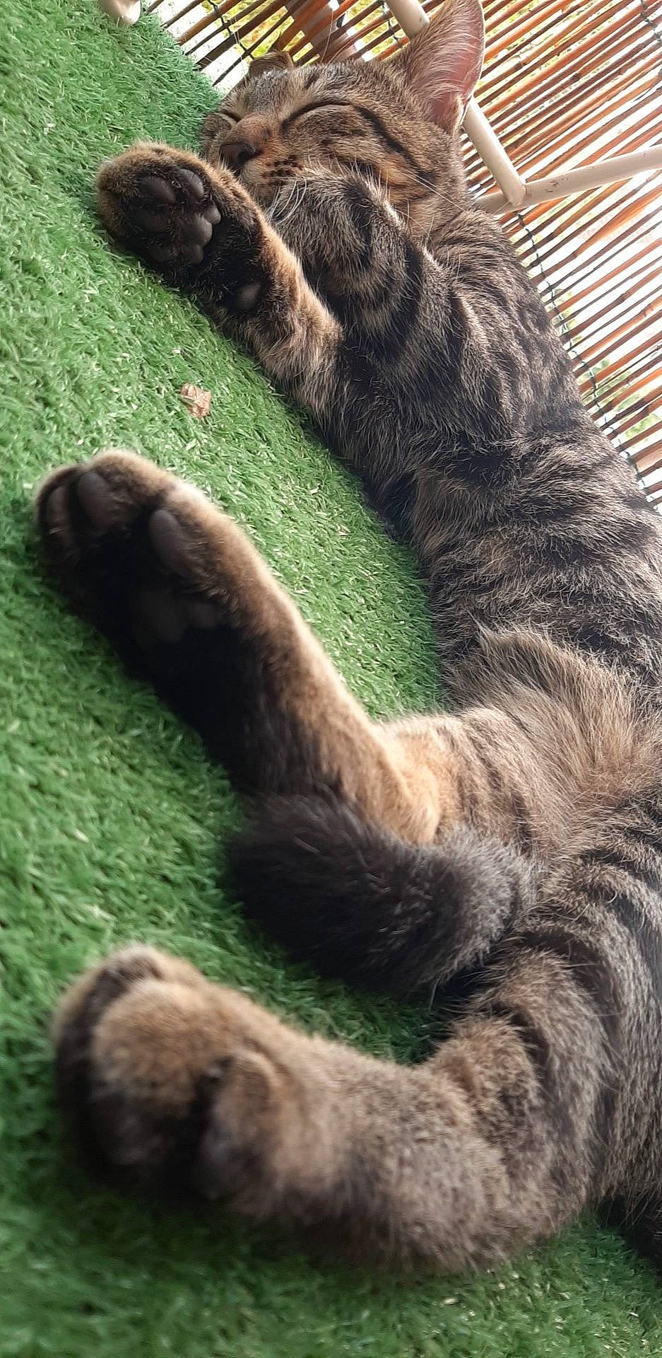 Whisky a rejoint le concours — aidez-le/la à gagner de superbes lots ! canidae, carnivore, claw, felidae, fur, grass, paw, sporting_group, tail