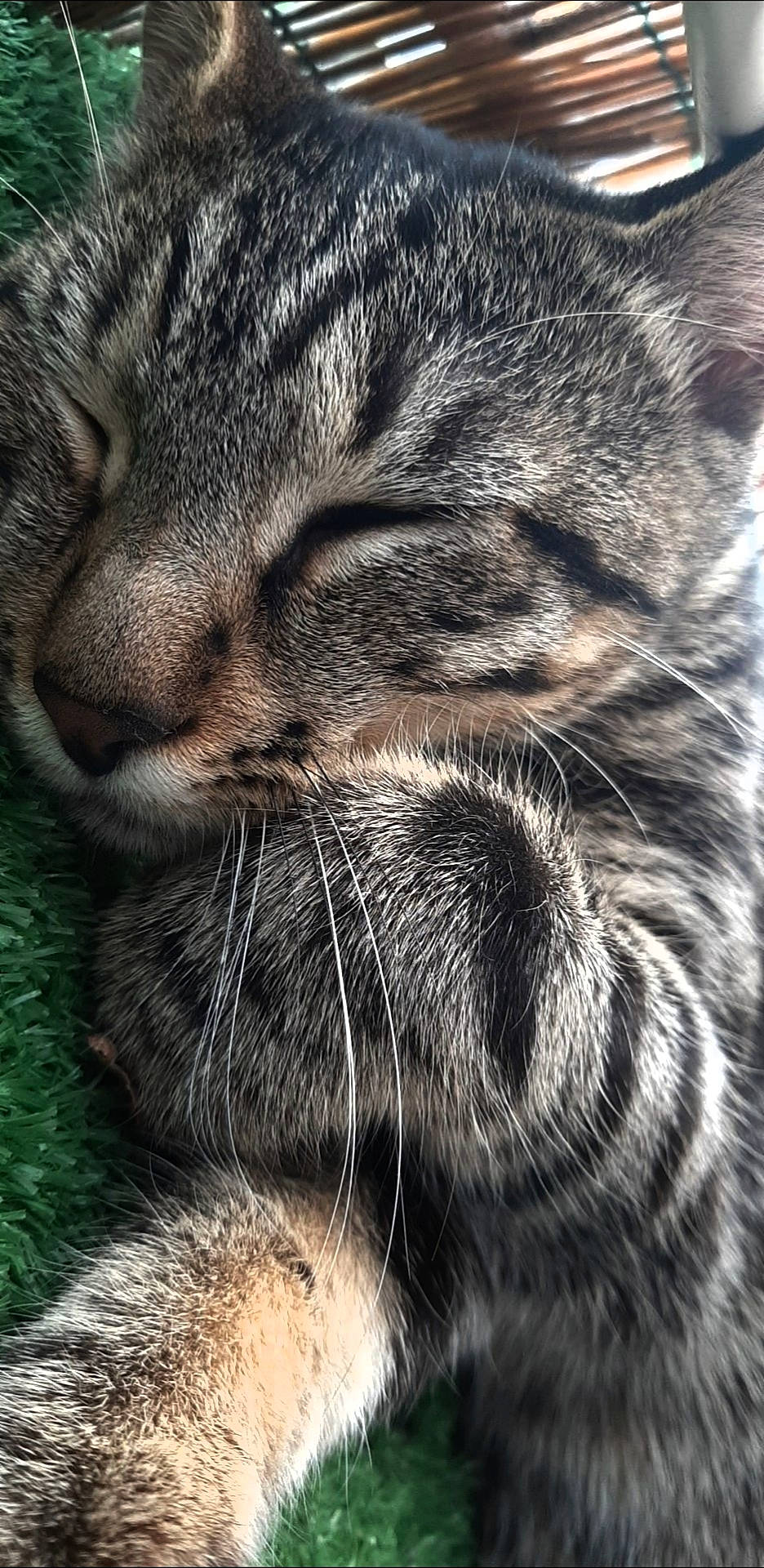 Whisky a rejoint le concours — aidez-le/la à gagner de superbes lots ! american_shorthair, asian, carnivore, cat, close_up, domestic_short_haired_cat, dragon_li, european_shorthair, eye, felidae, fur, nose, photography, pixie_bob, sleep, small_to_medium_sized_cats, snout, tabby_cat, whiskers, wild_cat