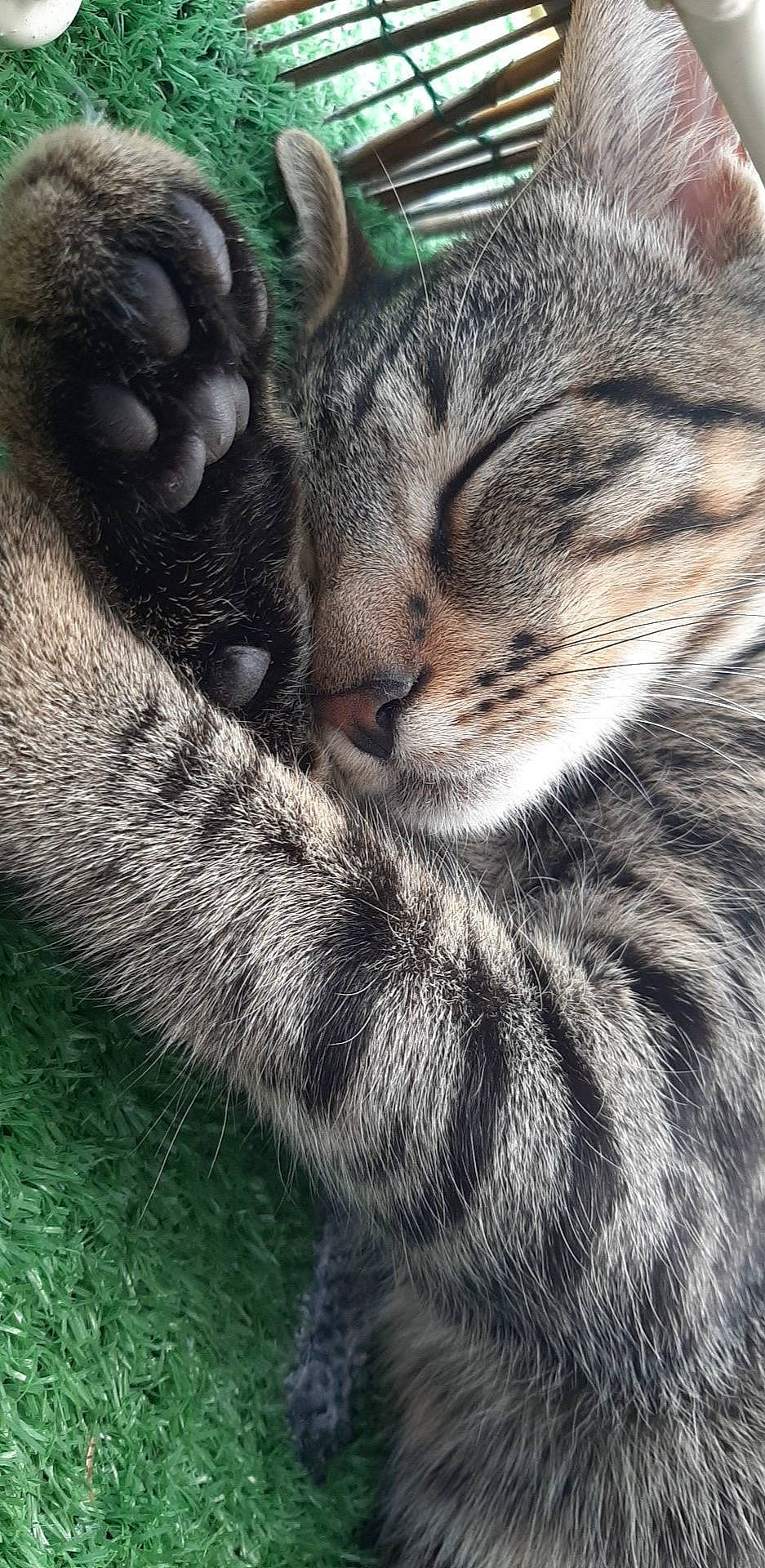 Whisky a rejoint le concours — aidez-le/la à gagner de superbes lots ! american_shorthair, asian, carnivore, cat, close_up, domestic_short_haired_cat, dragon_li, egyptian_mau, european_shorthair, felidae, fur, kitten, nap, pixie_bob, sky, sleep, small_to_medium_sized_cats, snout, tabby_cat, whiskers