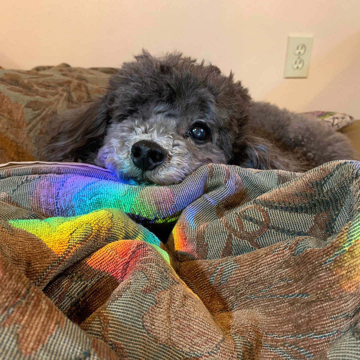 Otis joined the competition — help win amazing prizes! animal, blanket, couch, cozy, cute, dog, domestic, ears, face, fluffy, fur, gray, home, indoor, patterned_blanket, pet, rainbow_light, relaxing, resting, snout