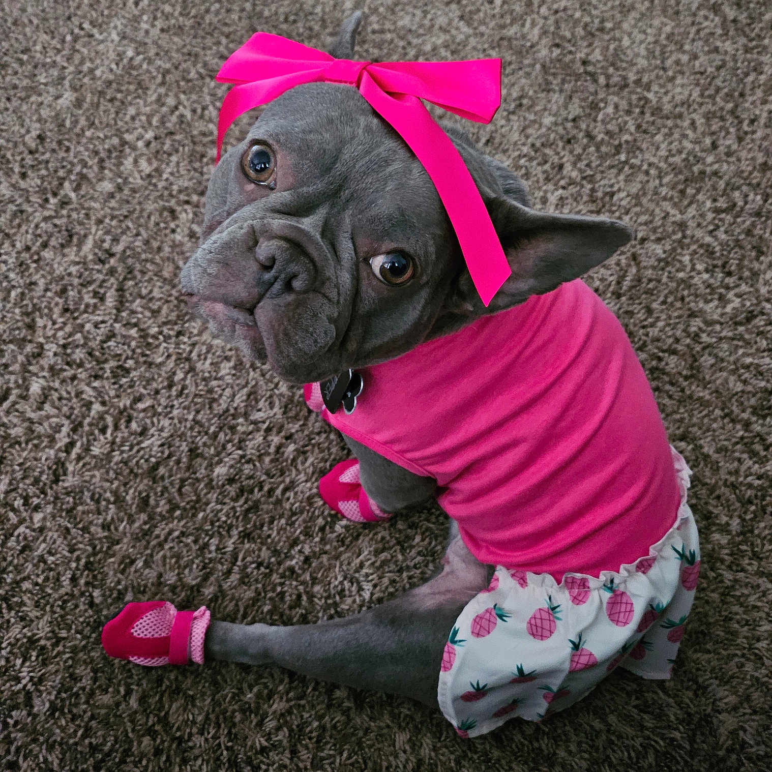 Pepper is registered to the contest to win money with this photo: animal, bostonbull, boxer, bulldog, canine, clothing, dog, frenchbulldog, glove, pet, pitbull, pug, puppy, shorts, sphere, whitedog