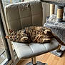 animal, cat, cat_tree, chair, curious, curtains, fur, furniture, home, indoor, natural_light, paw, pet, pet_furniture, relaxed, scratched_chair, tabby_cat, whiskers, window, wooden_floor
