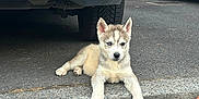 Aimée a rejoint le concours — aidez-le/la à gagner de superbes lots ! animal, asphalt, car, curb, cute, dog, ears, fur, husky, laying_down, outdoor, parking_lot, paw, pet, puppy, sidewalk, street, tire, vehicle, young
