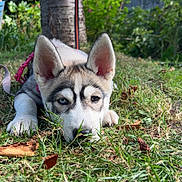Aimée a rejoint le concours — aidez-le/la à gagner de superbes lots ! animal, canine, closeup, cute, dog, ears, fur, garden, grass, heterochromia, husky, leash, lying_down, nature, outdoor, pet, puppy, sunlight, tree, young