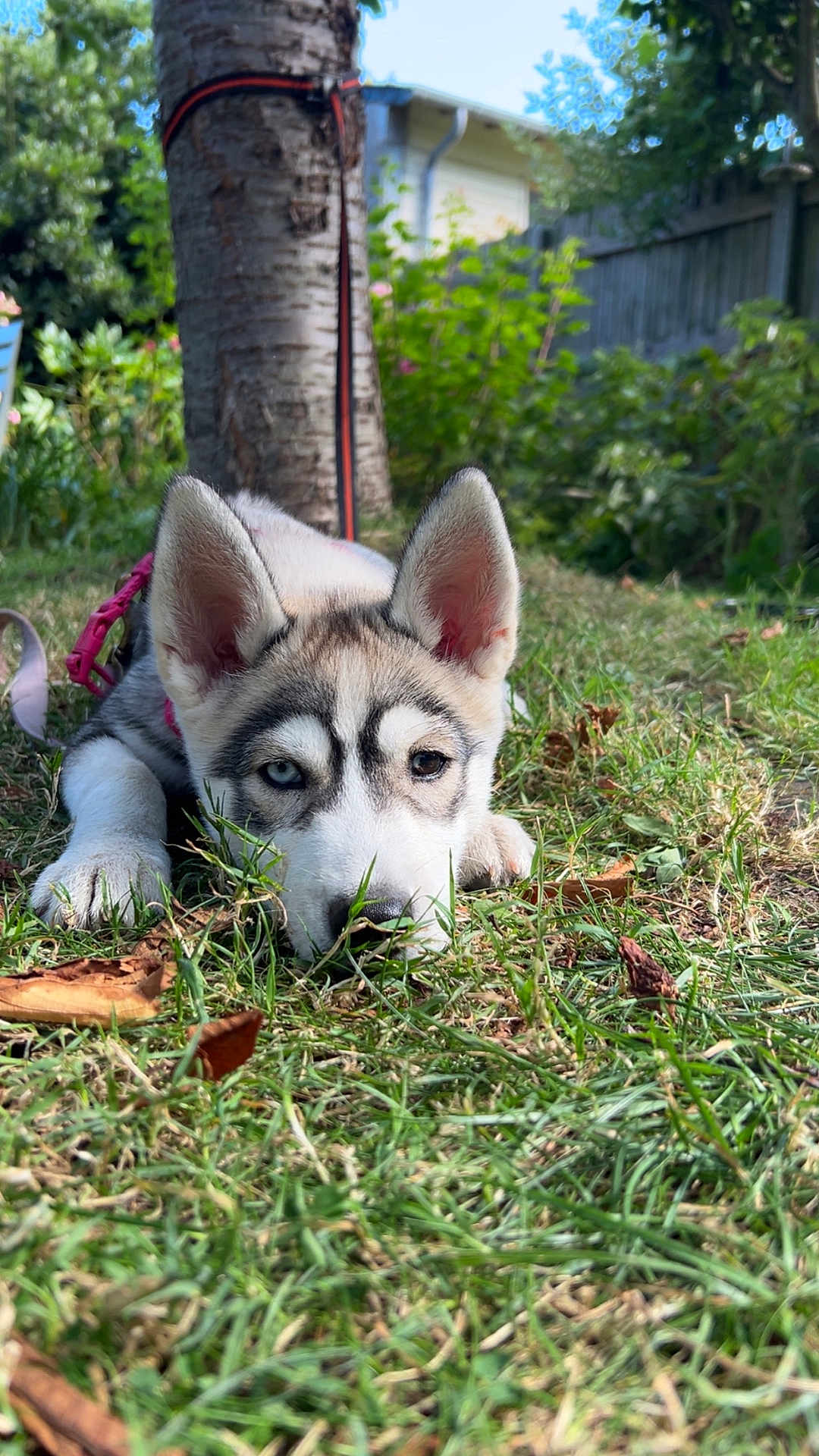 Aimée a rejoint le concours — aidez-le/la à gagner de superbes lots ! animal, canine, closeup, cute, dog, ears, fur, garden, grass, heterochromia, husky, leash, lying_down, nature, outdoor, pet, puppy, sunlight, tree, young
