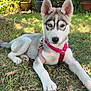 Aimée a rejoint le concours — aidez-le/la à gagner de superbes lots ! animal, blue_eye, brown_eye, canine, dog, ears, fur, garden, grass, heterochromia, husky, lying_down, nature, outdoor, pet, pink_harness, plants, potted_plants, puppy, young_dog