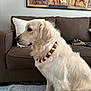 dog, golden_retriever, beads, necklace, indoor, couch, pillow, blanket, painting, glasses, book, living_room, furniture, pet, animal, sitting, white_fur, brown_couch, decor, portrait