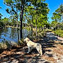 dog, white_dog, golden_retriever, lake, water, pine_trees, forest, outdoor, nature, path, sunlight, shadow, blue_sky, grass, bushes, collar, canine, animal, summer, daytime