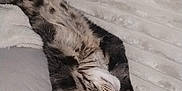 Ayla participe au concours pour gagner de l'argent avec cette photo : cat, tabby, sleeping, stretching, paws, fur, whiskers, blanket, texture, cozy, relaxation, indoor, resting, cute, animal, pet, soft, comfort, peaceful, feline