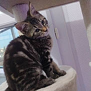 Ayla a rejoint le concours — aidez-le/la à gagner de superbes lots ! kitten, tabby, cat, pet, feline, indoor, cat_tree, curious, young, animal, fur, whiskers, ears, tail, window, home, cozy, soft, playful, resting