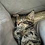 kitten, cat, sleeping, tabby, pet, fur, cozy, pillow, cute, animal, whiskers, indoor, resting, closeup, adorable, young, feline, soft, nap, relaxed