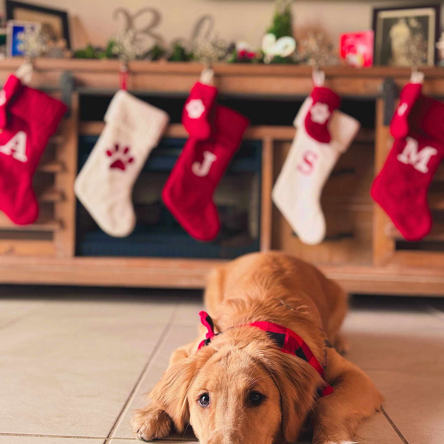 Bailey joined the competition — help win amazing prizes! animal, canine, christmas, christmasdecorations, christmasstocking, clothing, dog, festival, gift, goldenretriever, hardwood, hosiery, hound, indoors, pet, puppy, sock, stocking, terrier, wood