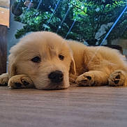 Bailey Bear joined the competition — help win amazing prizes! puppy, golden_retriever, dog, lying_down, floor, indoor, christmas_tree, holiday, decorations, greenery, cute, sleepy, pet, young_dog, cozy, festive, soft_light, animal, mammal, relaxed