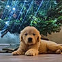 Bailey Bear is registered to the contest to win money with this photo: puppy, dog, golden_retriever, christmas_tree, ornaments, holiday, lights, floor, cute, fluffy, pet, indoor, decorations, festive, animal, christmas, young_dog, relaxed, cozy, domestic
