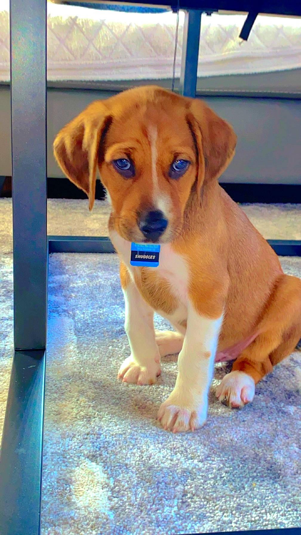 Snuggles is registered to the contest to win money with this photo: beaglier, canidae, carnivore, companion_dog, dog, dog_breed, fawn, hound, hunting_dog, liver, paw, snout, sporting_group, whiskers, working_animal