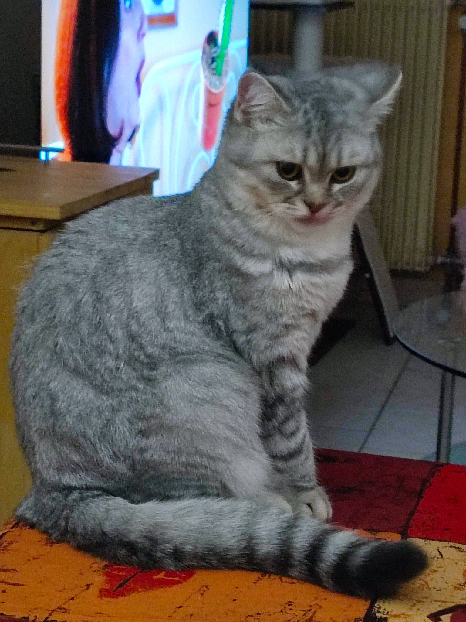 Sundae participe au concours pour gagner de l'argent avec cette photo : carnivore, cat, claw, domestic_short_haired_cat, felidae, flooring, fur, grey, led_backlit_lcd_display, sitting, small_to_medium_sized_cats, snout, tail, television, whiskers, window