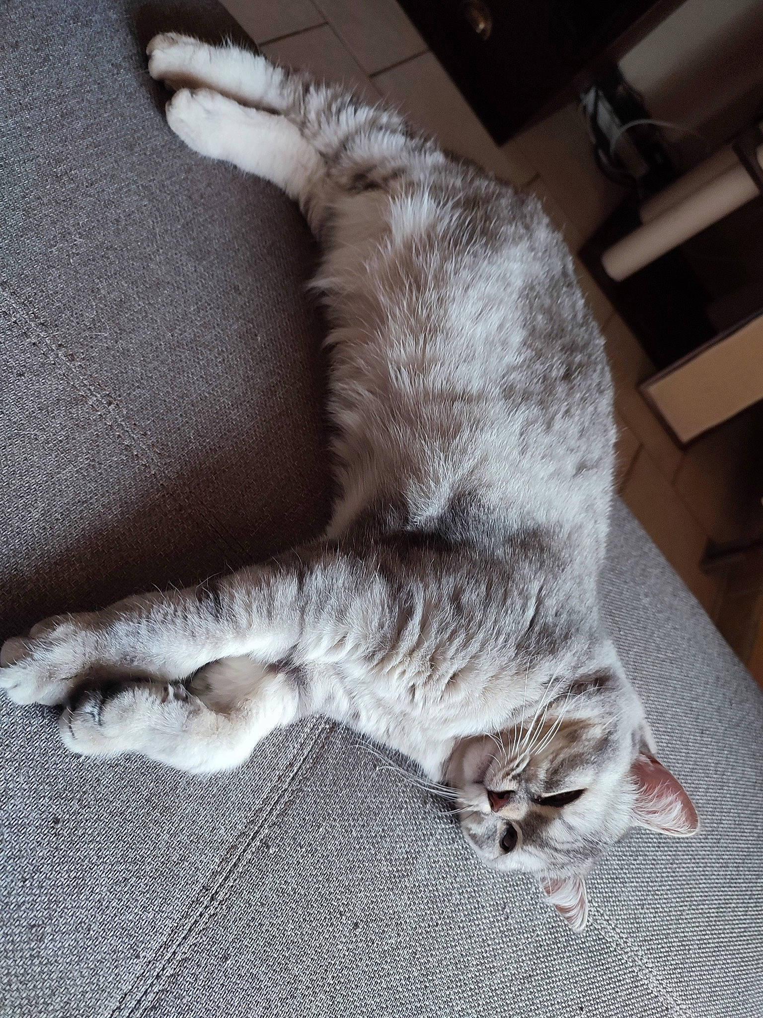 Sundae a rejoint le concours — aidez-le/la à gagner de superbes lots ! carnivore, cat, claw, comfort, couch, domestic_short_haired_cat, felidae, flooring, fur, grey, hardwood, linens, nap, paw, sleep, small_to_medium_sized_cats, snout, tail, whiskers, wood