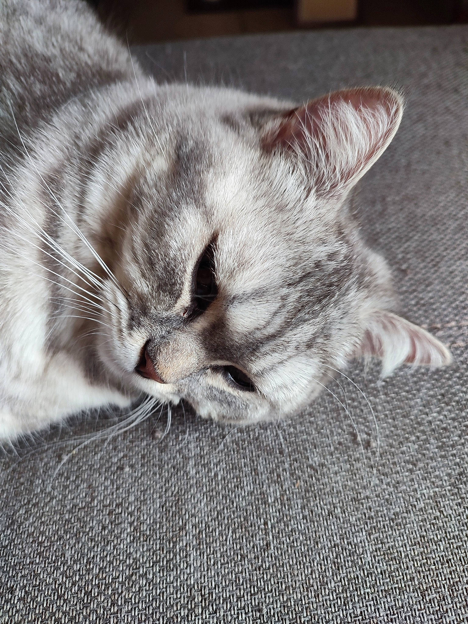 Sundae participe au concours pour gagner de l'argent avec cette photo : birman, carnivore, cat, claw, comfort, couch, domestic_short_haired_cat, felidae, fur, grey, nap, paw, sitting, sleep, small_to_medium_sized_cats, snout, whiskers, wrinkle