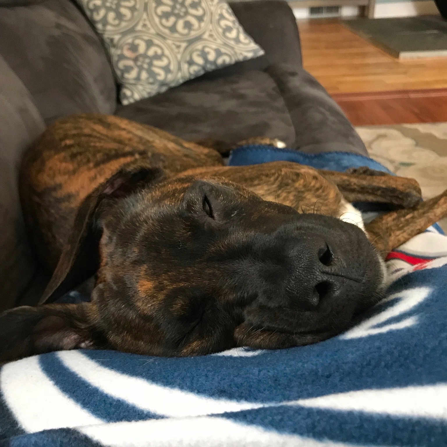 Brinley is registered to the contest to win money with this photo: american_pit_bull_terrier, carnivoran, dog, dog_breed, dog_breed_group, dog_like_mammal, plott_hound, puppy, snout