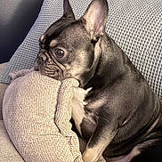 Pongo joined the competition — help win amazing prizes! animal_portrait, close_up, comfortable, companion, cozy, cushion, cute, dog, domestic_animal, ears_up, french_bulldog, indoor, looking_away, pet, relaxed, resting, short_hair, side_view, small_dog, soft_texture