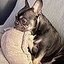 animal_portrait, close_up, comfortable, companion, cozy, cushion, cute, dog, domestic_animal, ears_up, french_bulldog, indoor, looking_away, pet, relaxed, resting, short_hair, side_view, small_dog, soft_texture