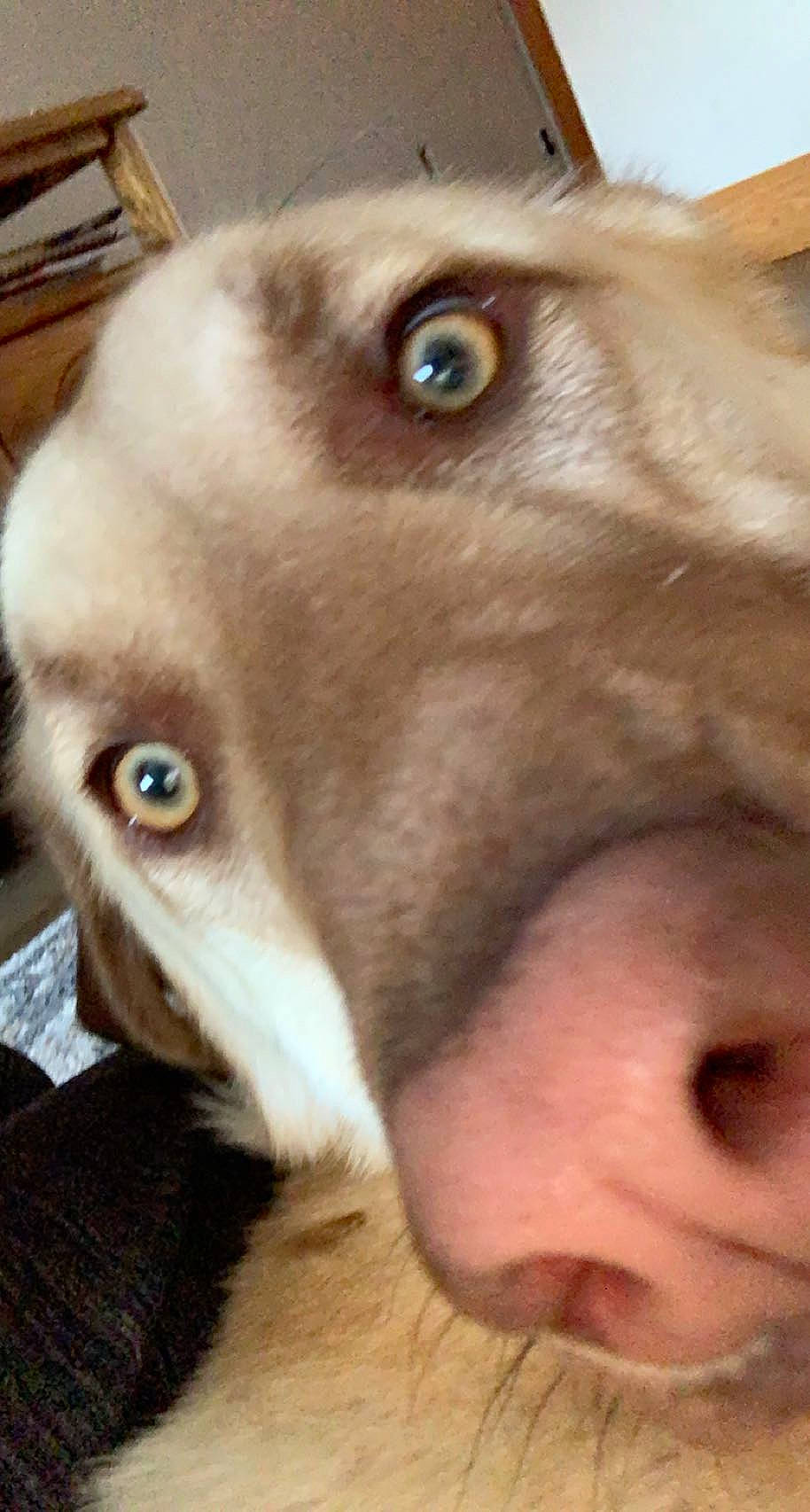 Bee joined the competition — help win amazing prizes! carnivore, close_up, companion_dog, dog, dog_breed, ear, eye, eyelash, fawn, human_body, iris, jaw, liver, mammal, nose, selfie, snout, sporting_group, whiskers, working_animal