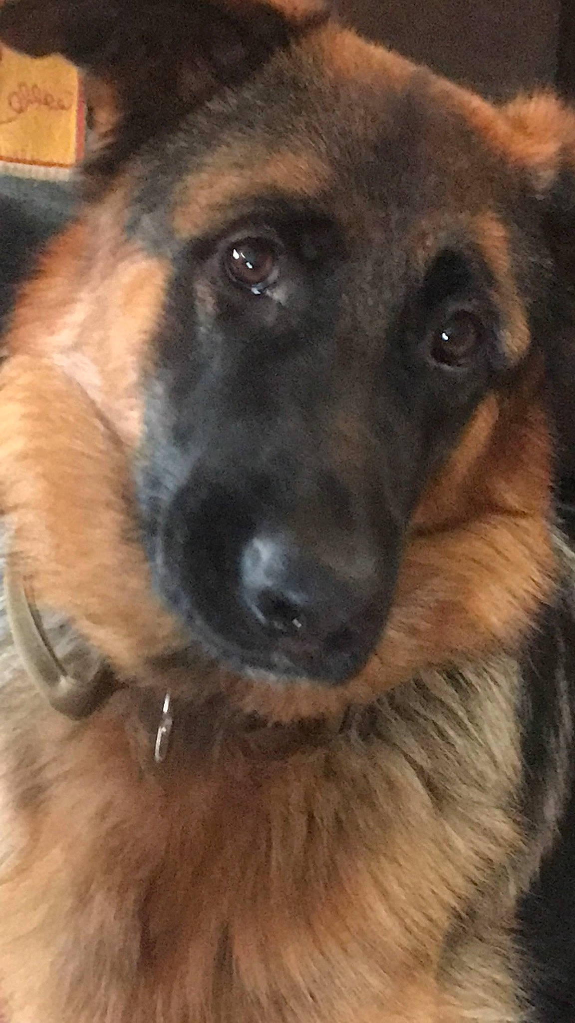 Myka is registered to the contest to win money with this photo: canidae, carnivore, companion_dog, dog, dog_breed, ear, event, fawn, fur, german_shepherd_dog, guard_dog, head, heat, king_shepherd, old_german_shepherd_dog, snout, sporting_group, terrestrial_animal, whiskers, working_dog