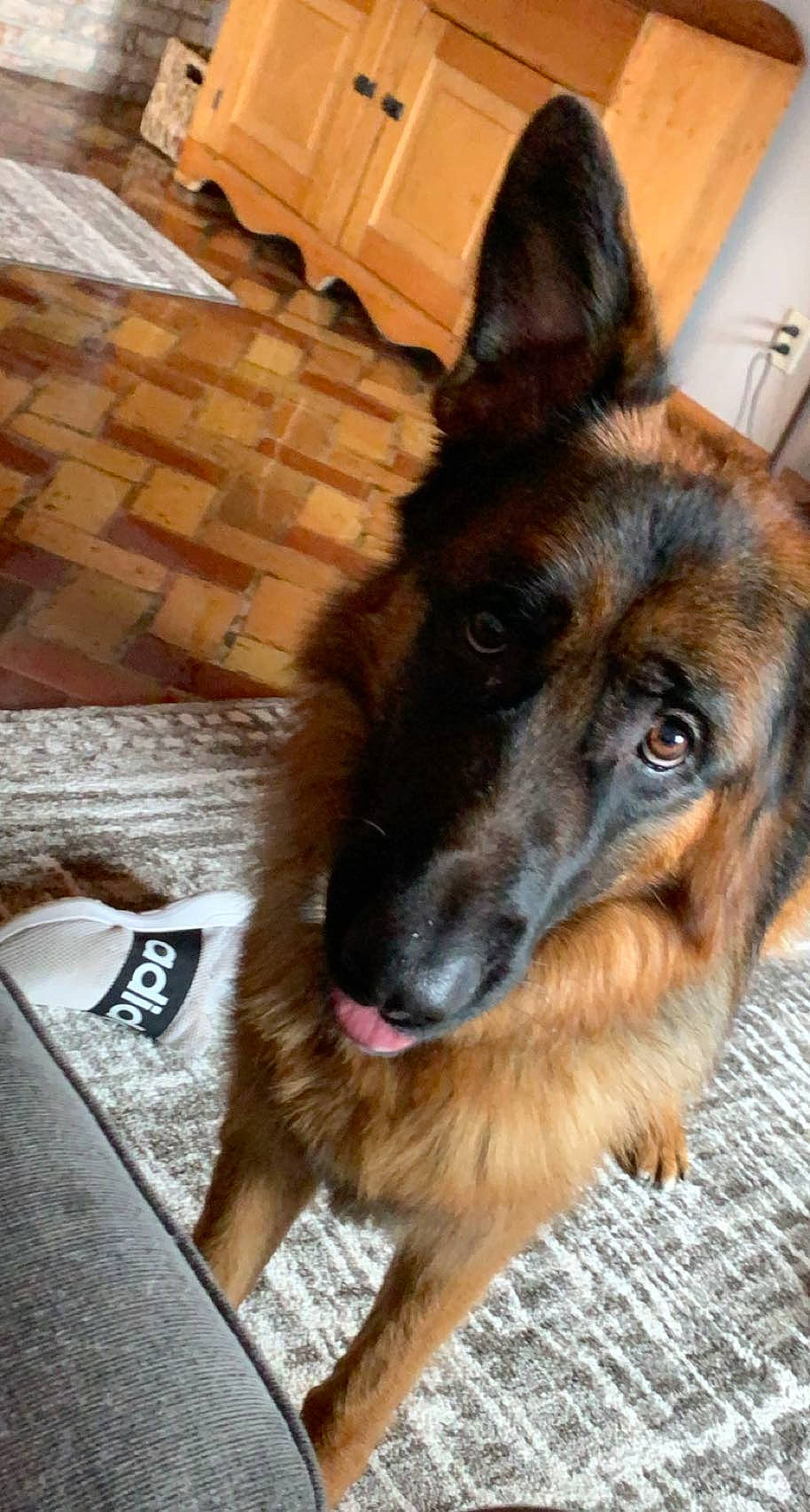 Myka joined the competition — help win amazing prizes! carnivore, companion_dog, dog, dog_breed, east_european_shepherd, flooring, fur, german_shepherd_dog, guard_dog, hardwood, herding_dog, king_shepherd, old_german_shepherd_dog, snout, sporting_group, terrestrial_animal, wood, wood_stain, working_animal, working_dog