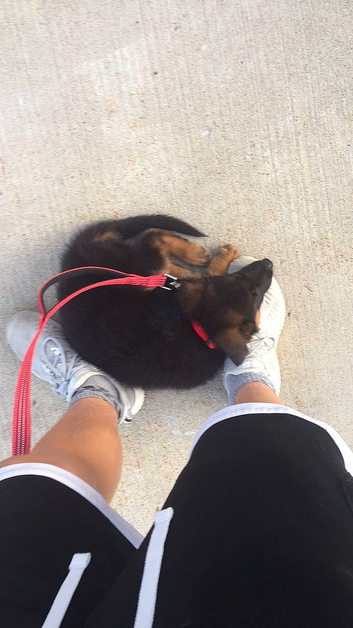 Myka joined the competition — help win amazing prizes! black_hair, carnivore, comfort, companion_dog, dog, dog_breed, elbow, eyewear, glasses, grass, human_leg, knee, leash, shoe, sporting_group, sunglasses, tail, thigh, vision_care, wrist