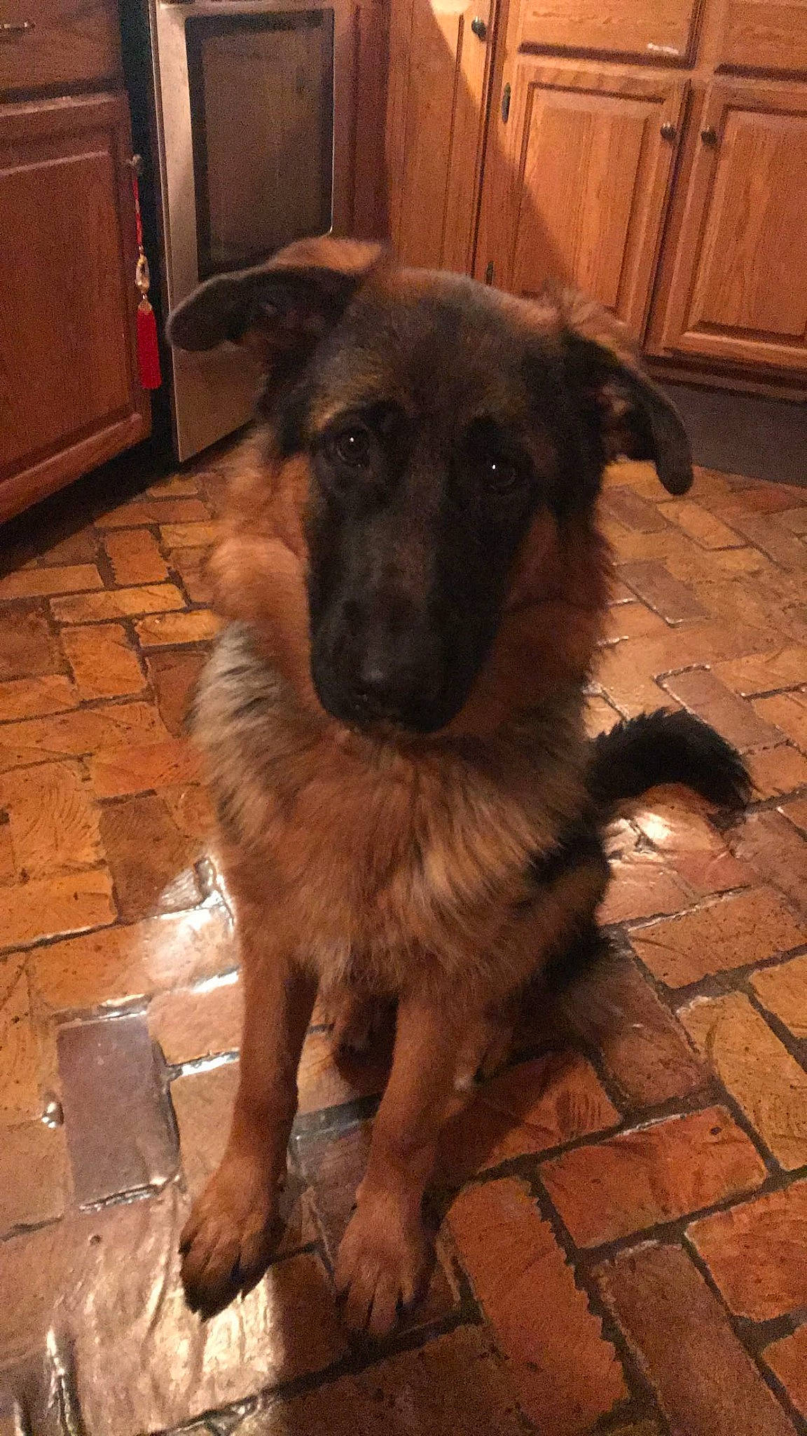 Myka is registered to the contest to win money with this photo: cabinetry, canidae, carnivore, companion_dog, dog, dog_breed, door, event, fawn, flooring, fur, german_shepherd_dog, hardwood, old_german_shepherd_dog, snout, sporting_group, terrestrial_animal, wood, wood_stain, working_dog