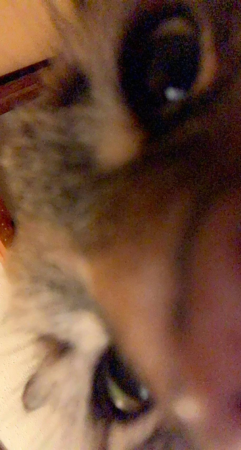 Kittie joined the competition — help win amazing prizes! canidae, carnivore, cat, companion_dog, dog_breed, domestic_short_haired_cat, ear, eyelash, fawn, felidae, fur, iris, paw, small_to_medium_sized_cats, snout, sporting_group, tail, terrestrial_animal, whiskers, wildlife