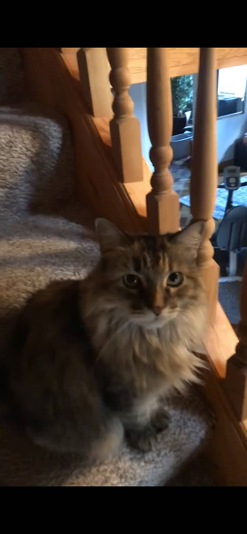 Kittie joined the competition — help win amazing prizes! carnivore, cat, domestic_short_haired_cat, fawn, felidae, fur, glass, hardwood, maine_coon, plant, small_to_medium_sized_cats, snout, tail, terrestrial_animal, whiskers, wood