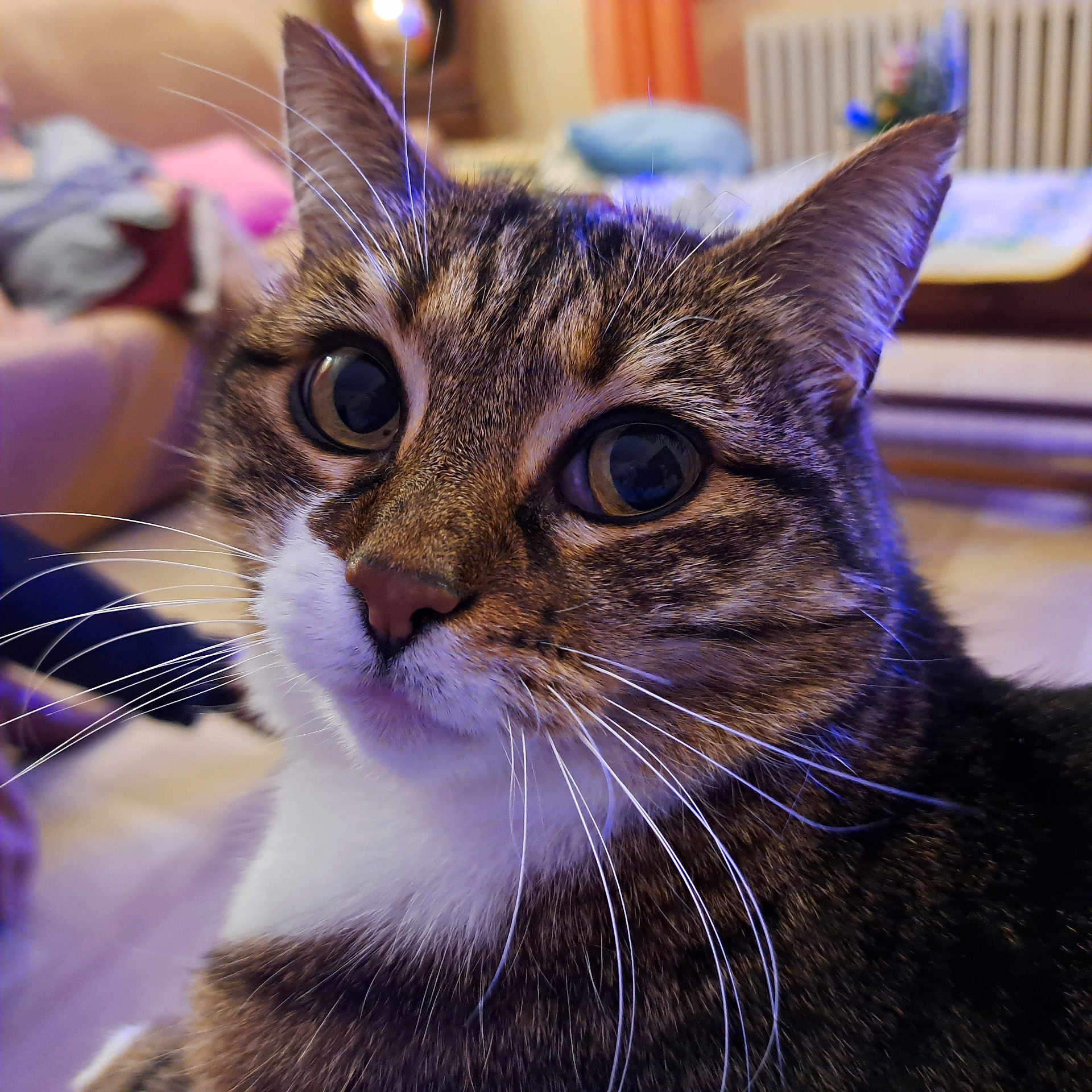 Daisy a rejoint le concours — aidez-le/la à gagner de superbes lots ! cat, tabby, close_up, indoor, whiskers, pet, animal, fur, face, eyes, nose, ears, domestic_cat, cute, feline, mammal, portrait, household, cozy, curious