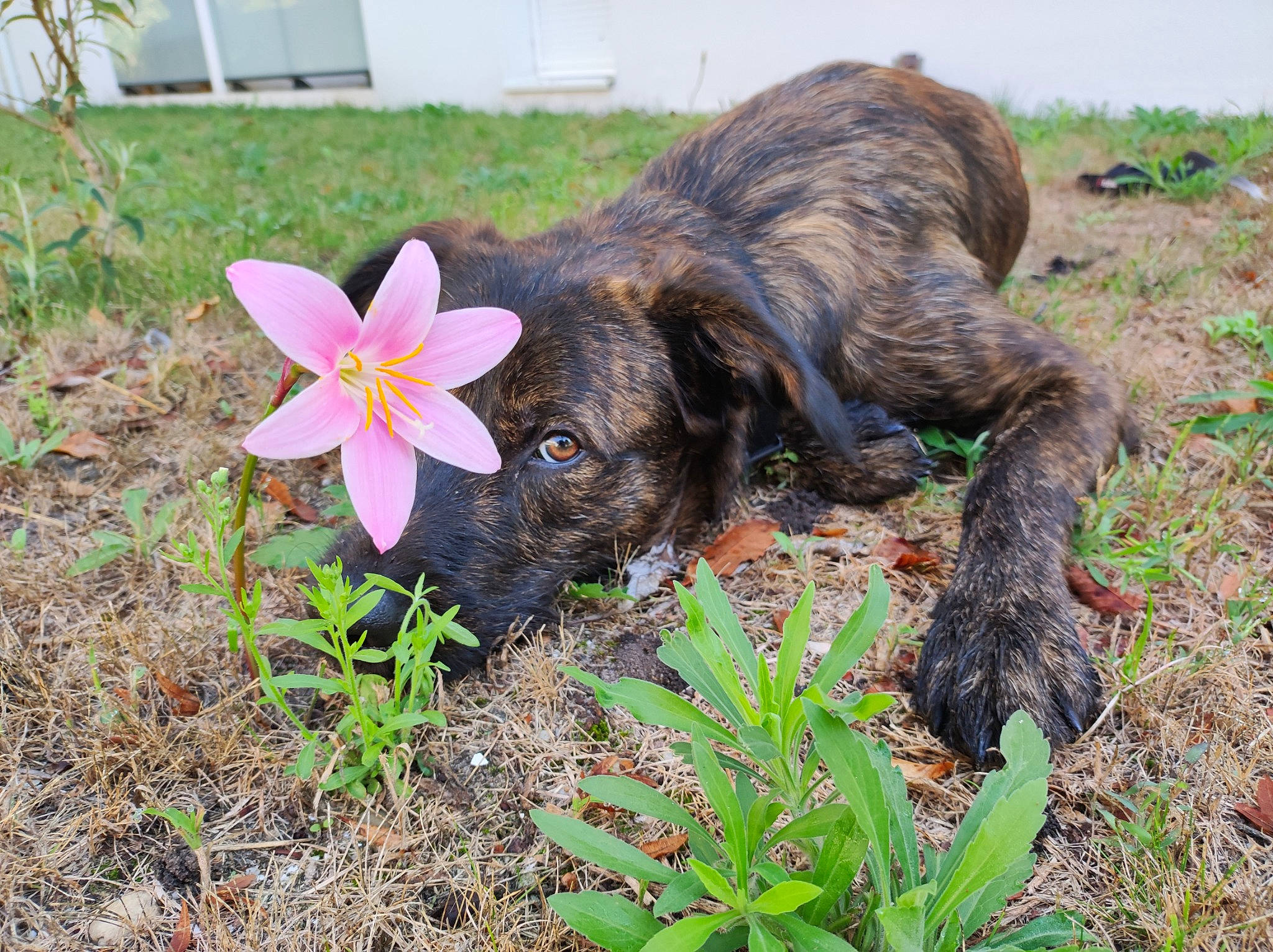 Yami a rejoint le concours — aidez-le/la à gagner de superbes lots ! canidae, carnivore, companion_dog, dog, dog_breed, fawn, flower, gardening, grass, groundcover, liver, petal, plant, snout, soil, sporting_group, tail, terrestrial_animal, terrestrial_plant, working_animal