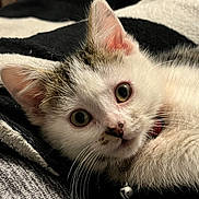 Buttercup joined the competition — help win amazing prizes! cat, kitten, pet, animal, close_up, portrait, whiskers, big_eyes, fur, bell, collar, bedding, blanket, indoor, cozy, curious, lying_down, white_fur, tabby_markings, soft_texture