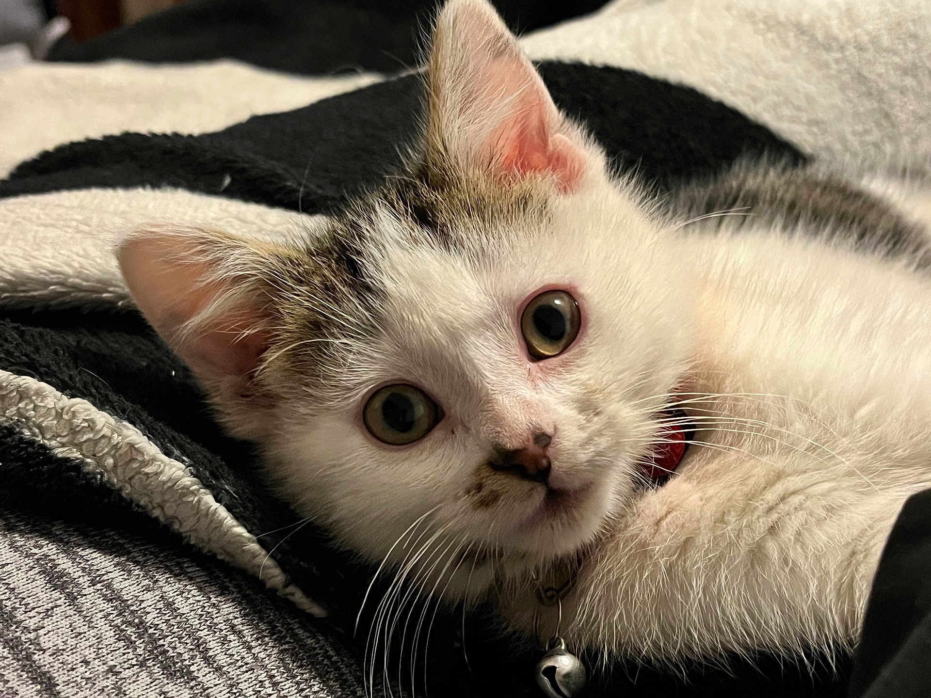 Buttercup joined the competition — help win amazing prizes! cat, kitten, pet, animal, close_up, portrait, whiskers, big_eyes, fur, bell, collar, bedding, blanket, indoor, cozy, curious, lying_down, white_fur, tabby_markings, soft_texture